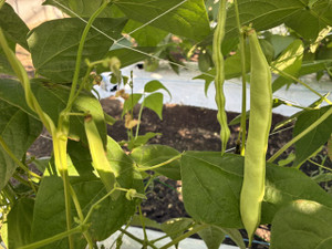 Img_6480 Img_6480